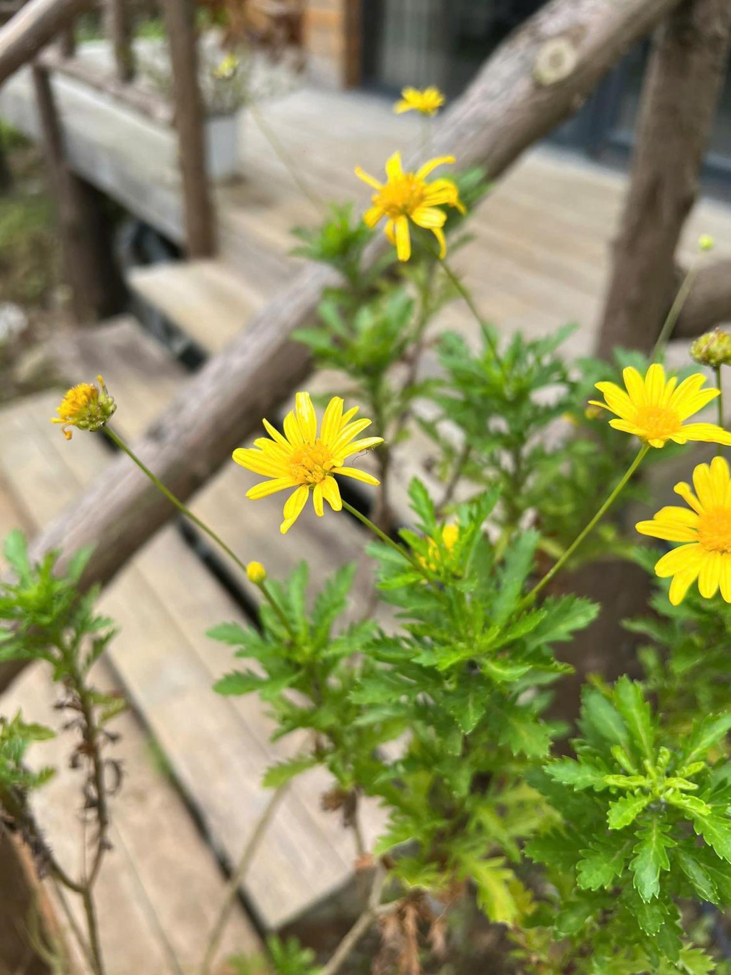 사파 Chapa Stream House 빌라 외부 사진